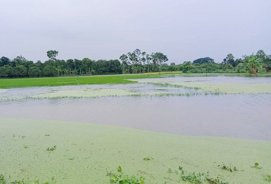 টানা বৃষ্টিতে শার্শার বিভিন্ন এলাকা প্লাবিত, তলিয়ে গেছে প্রায় ৩শ হেক্টর জমি
