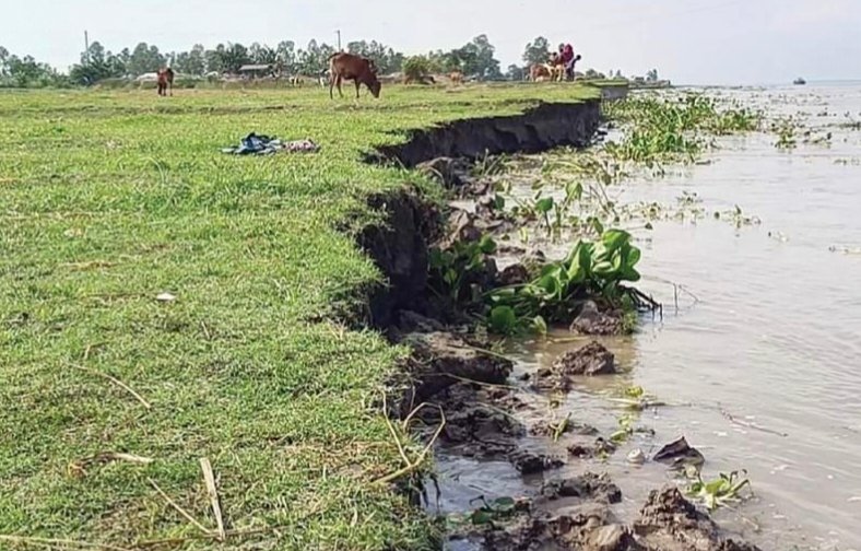যমুনার বিলীন হচ্ছে মানিকগঞ্জের আলোকদিয়া চর।