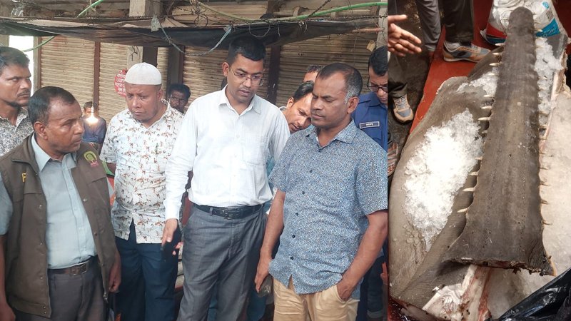 পরিবেশ মন্ত্রীর নির্দেশে বিপন্ন প্রজাতির করাত মাছ উদ্ধার