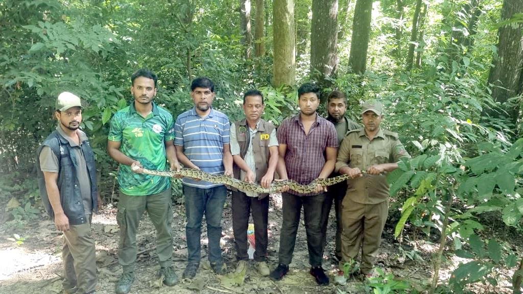 কাপ্তাই জাতীয় উদ্যানে অবমুক্ত করা হলো ৭ ফুট দৈর্ঘ্যের অজগর
